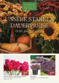 Pflanzen-Kölle: Unsere starken Dauerpreise
