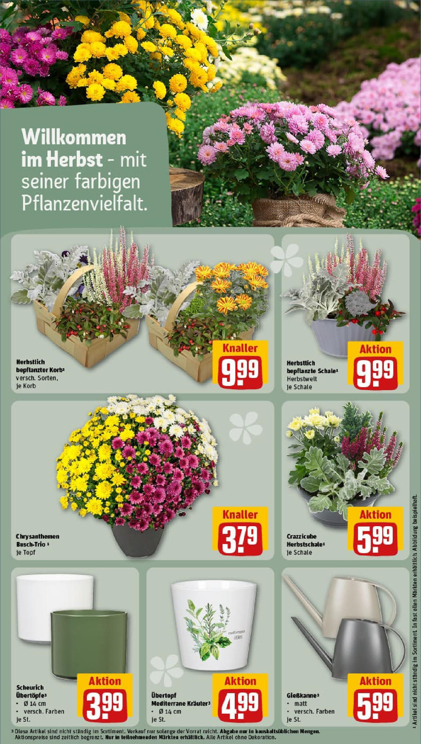 REWE Prospekt ab 06.10.2025 zum Blättern » Angebote | Seite: 17 | Produkte: Korb