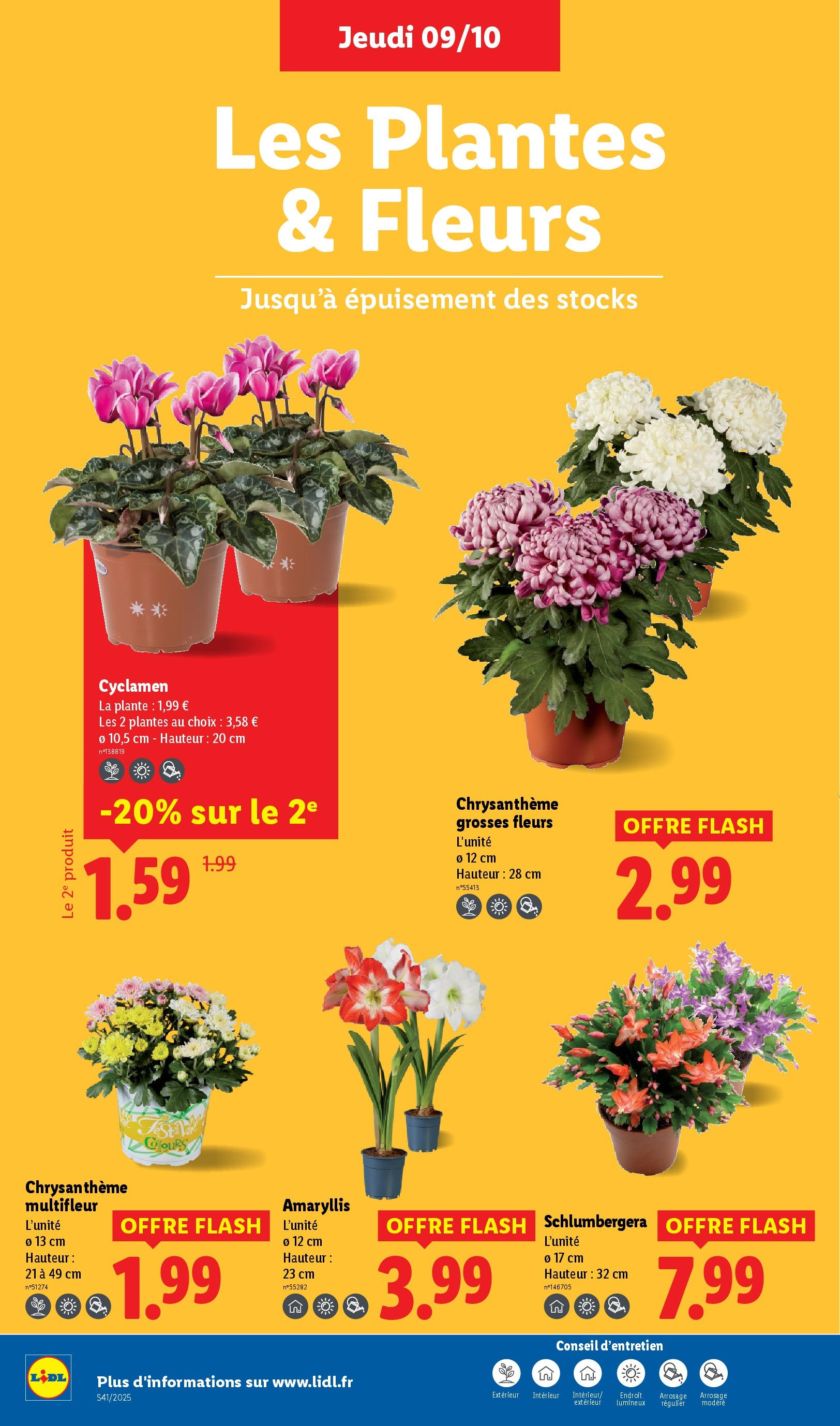 Catalogue LIDL du 08/10/2025 | Promo prospectus en ligne | Page: 28 | Produits: Plantes, Chrysanthème