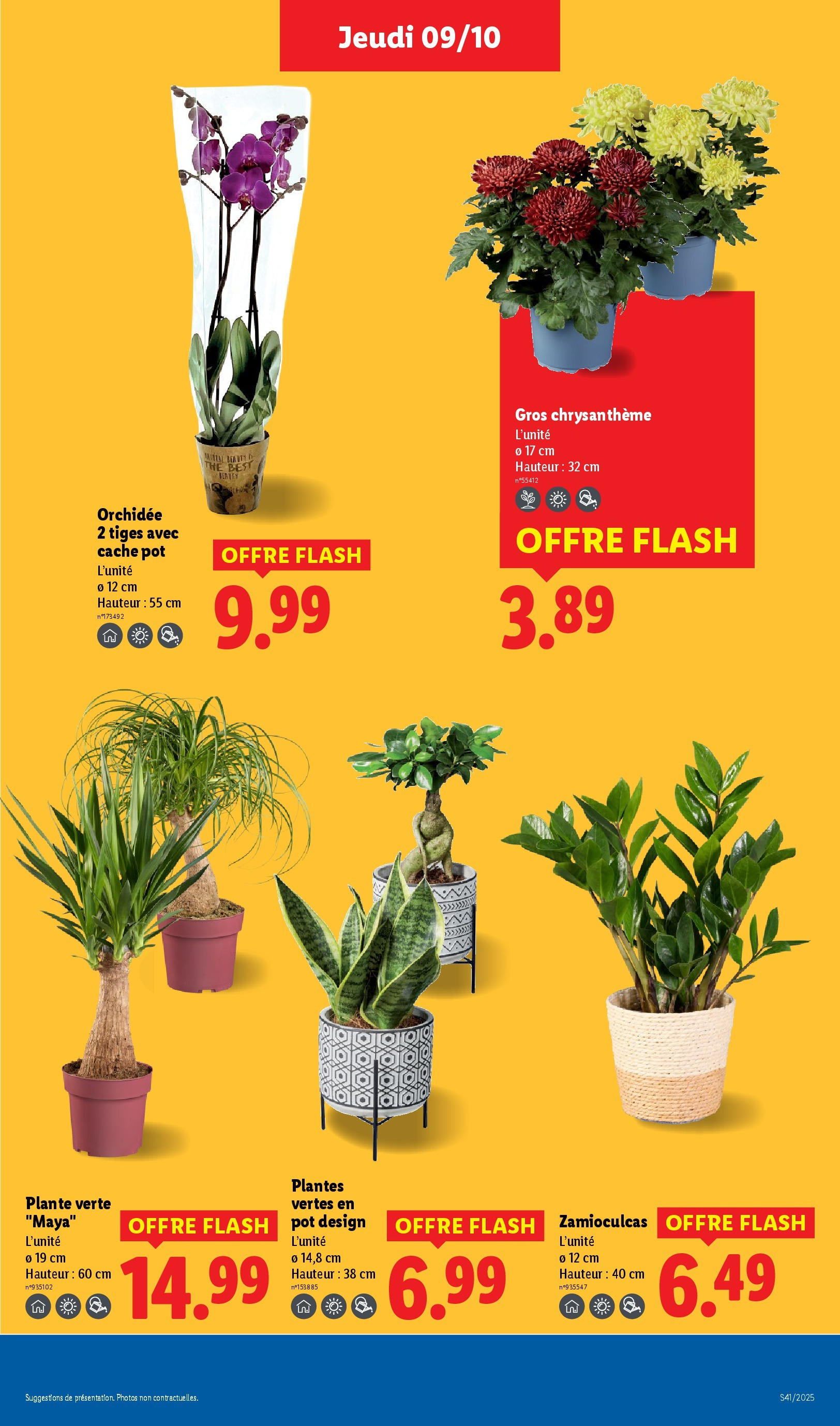 Catalogue LIDL du 08/10/2025 | Promo prospectus en ligne | Page: 29 | Produits: Plantes, Chrysanthème, Plante verte, Orchidée