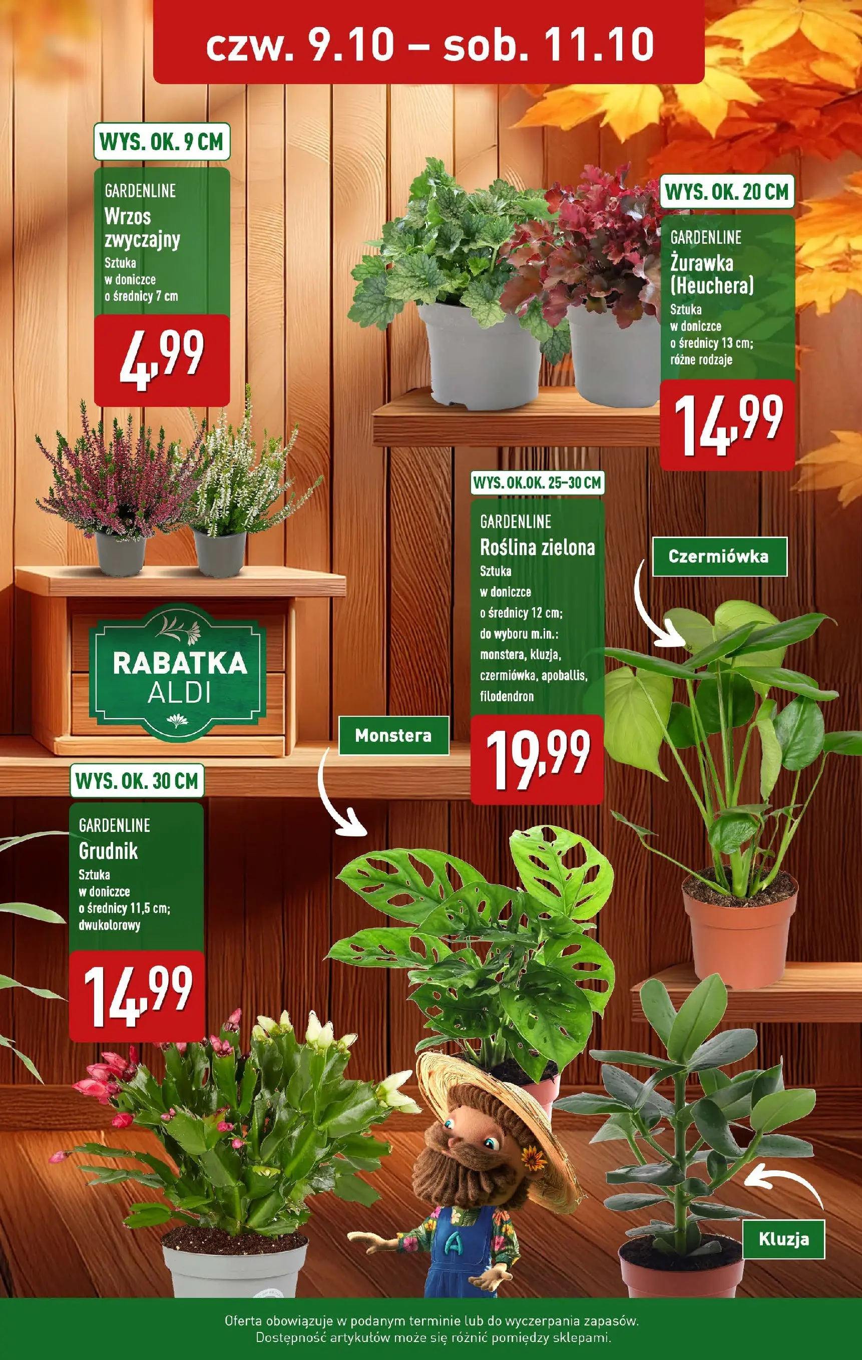 Aldi Gazetka - Kwiaty na Dzień Nauczyciela od 09.10.2025 - Ulotka PDF, promocje | Strona: 2 | Produkty: Wrzos