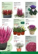 Bellaflora: Flugblatt