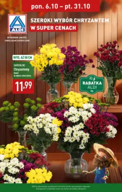 Pogląd oferty "Aldi Gazetka - Chryzantemy" - ważna od 06.10.2025