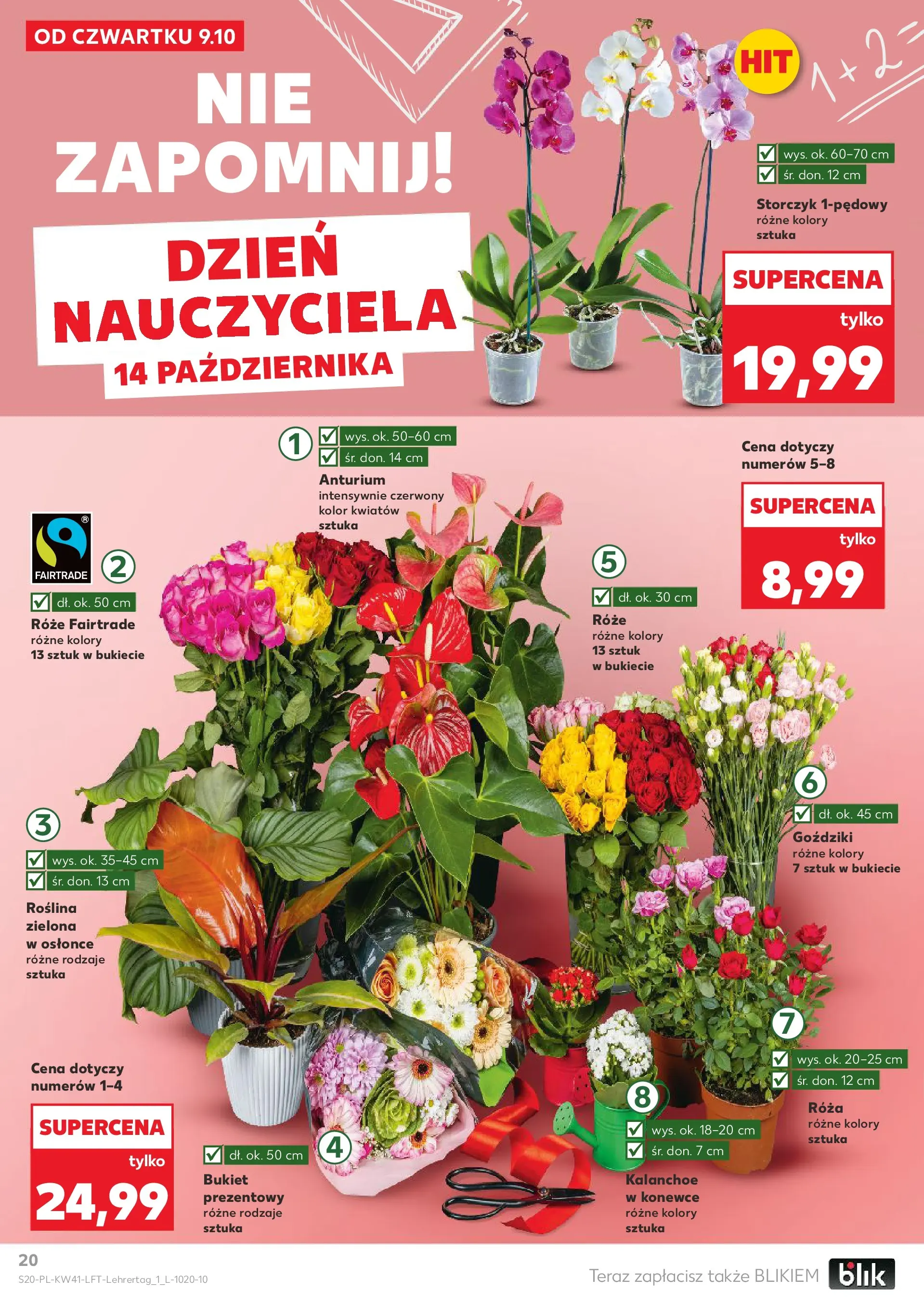 Kaufland gazetka od 09.10.2025 - od jutra PDF | Strona: 20 | Produkty: Goździki, Kalanchoe, Storczyk