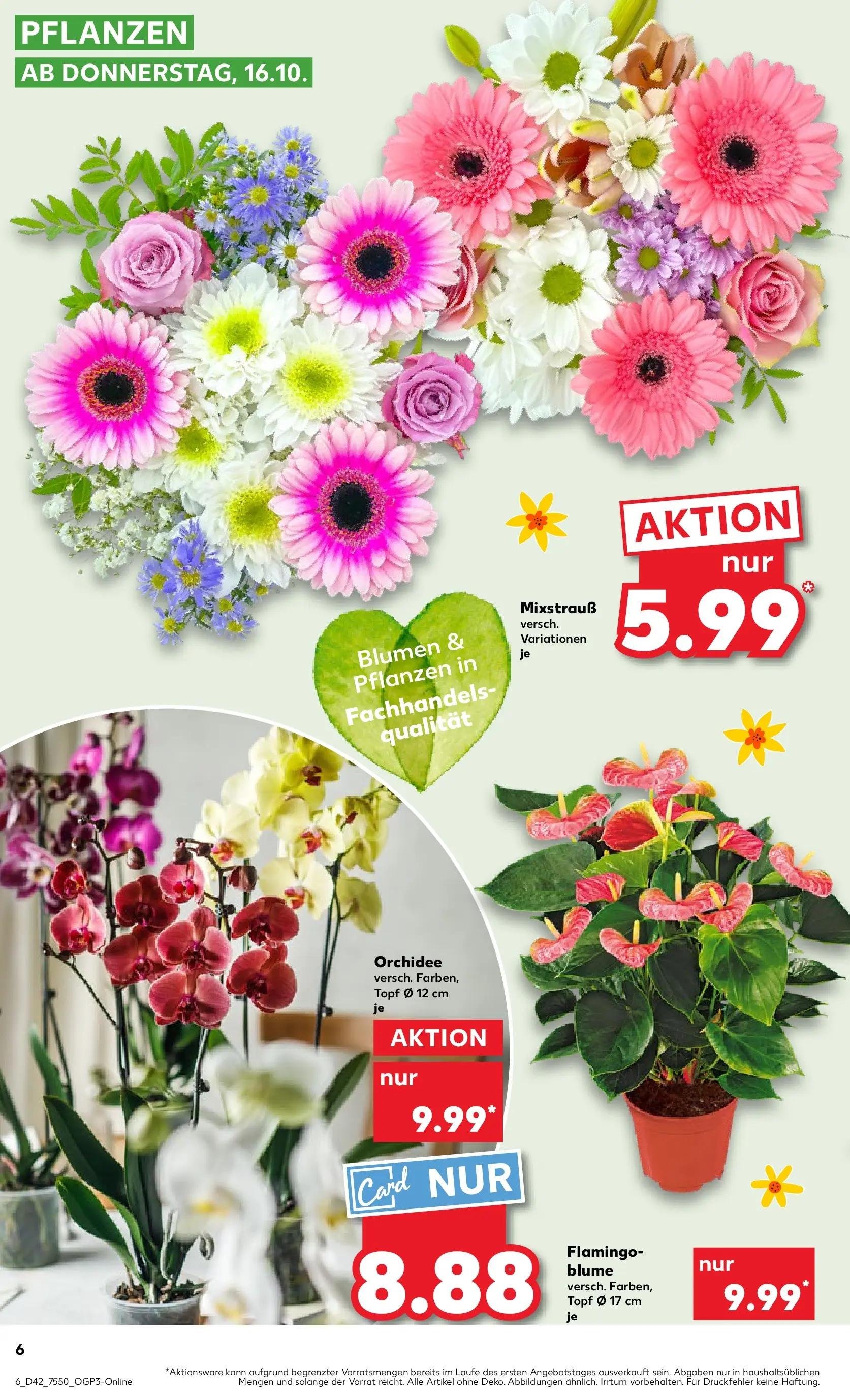 Prospekt Kaufland ab 15.10.2025 » Angebote und Werbung Online | Seite: 6 | Produkte: Orchidee, Blumen Prospekt Kaufland ab 15.10.2025 » Angebote Online zum Blättern | Seite: 6 | Produkte: Orchidee, Blumen