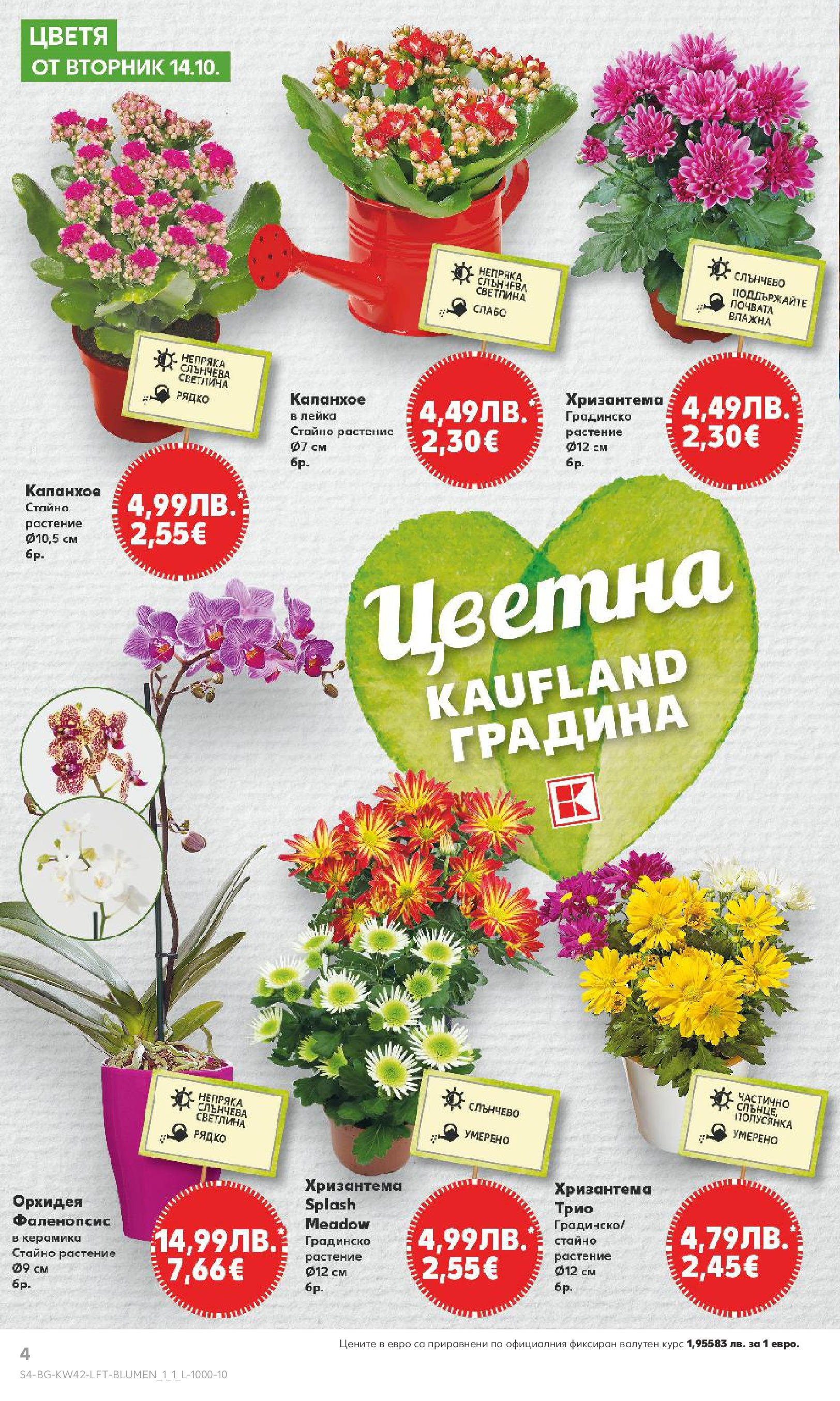 Нова Cедмична брошура на Кауфланд от 13.10.2025 | Страница: 4 | Продукти: Орхидея, Хризантема, Лейка