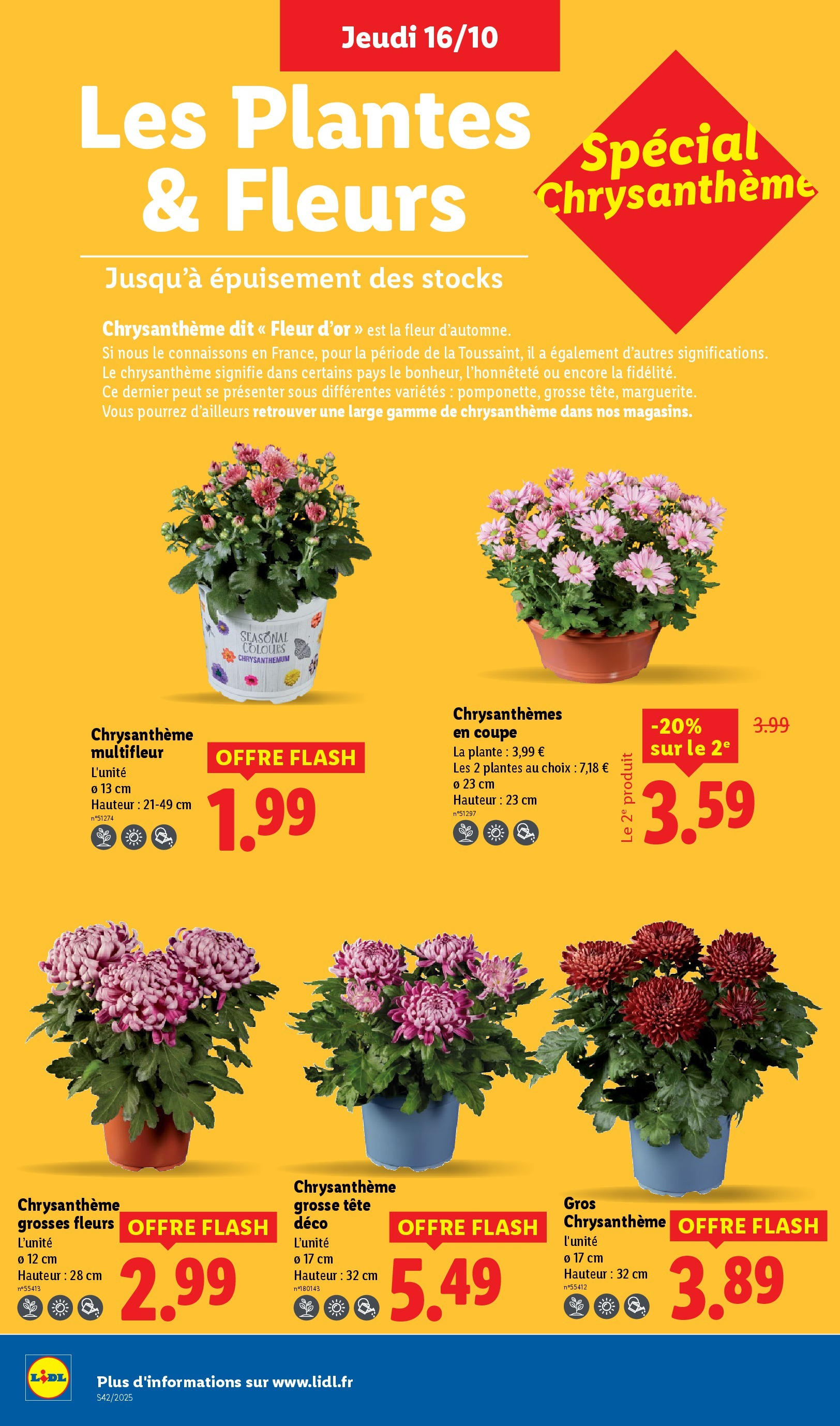 Catalogue LIDL du 16/10/2025 | Promo prospectus en ligne | Page: 36 | Produits: Plantes, Chrysanthème