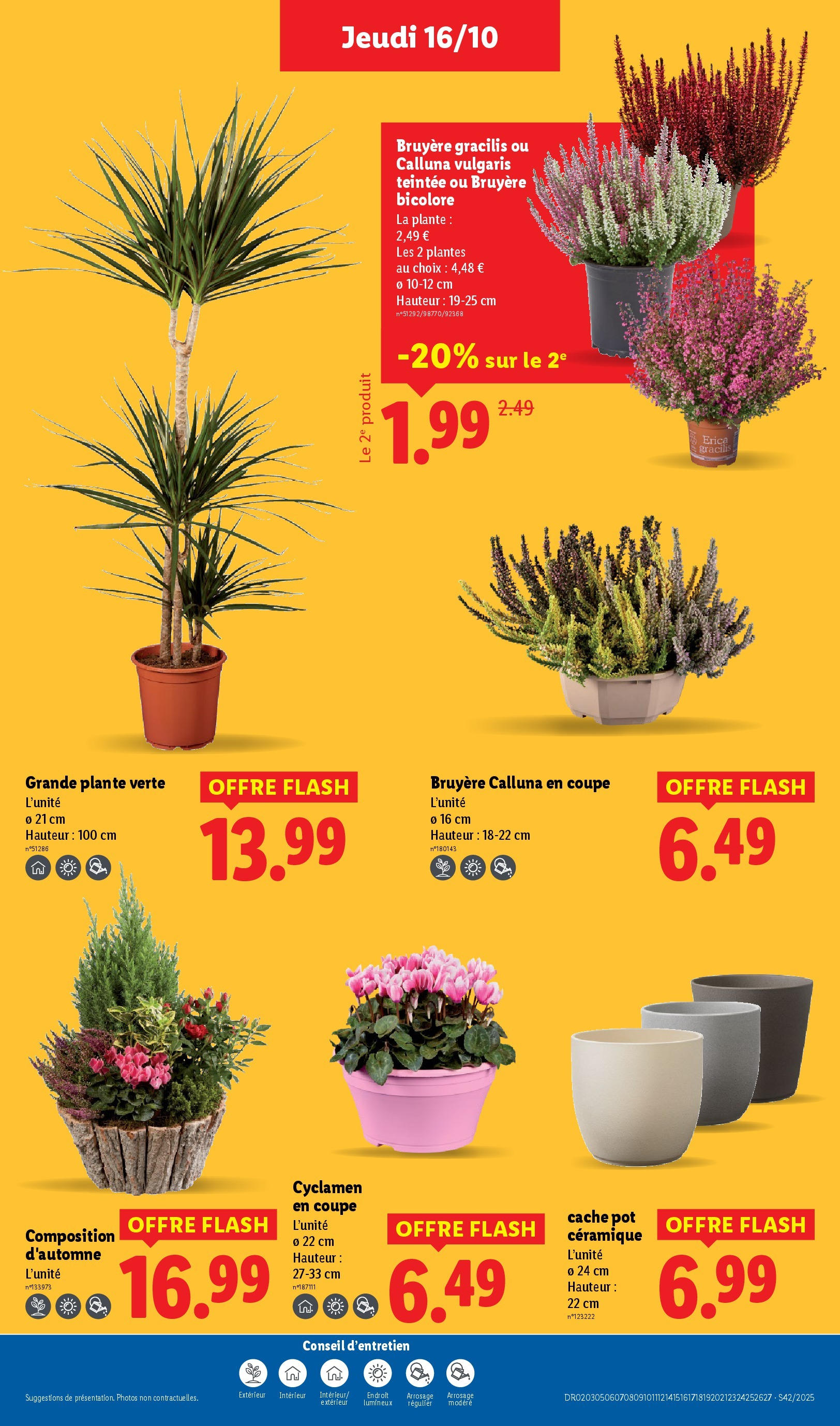 Catalogue LIDL du 16/10/2025 | Promo prospectus en ligne | Page: 37 | Produits: Plantes, Plante verte