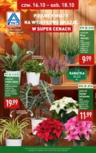 Piękne kwiaty w ALDI Aldi – od 16.10.2025