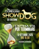Zoomiguana Offerte speciali attraenti per tutti - al 12.10.2025