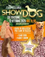 Zoomiguana Showdog - al 12.10.2025