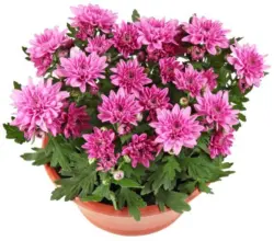 Хризантема Ø23 см Градинско растение