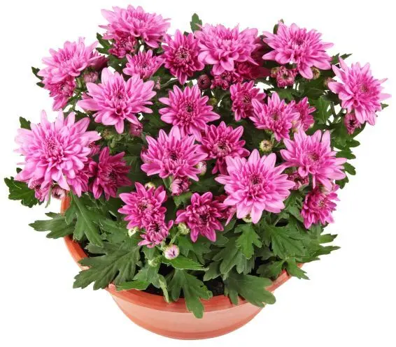 Хризантема Ø23 см Градинско растение