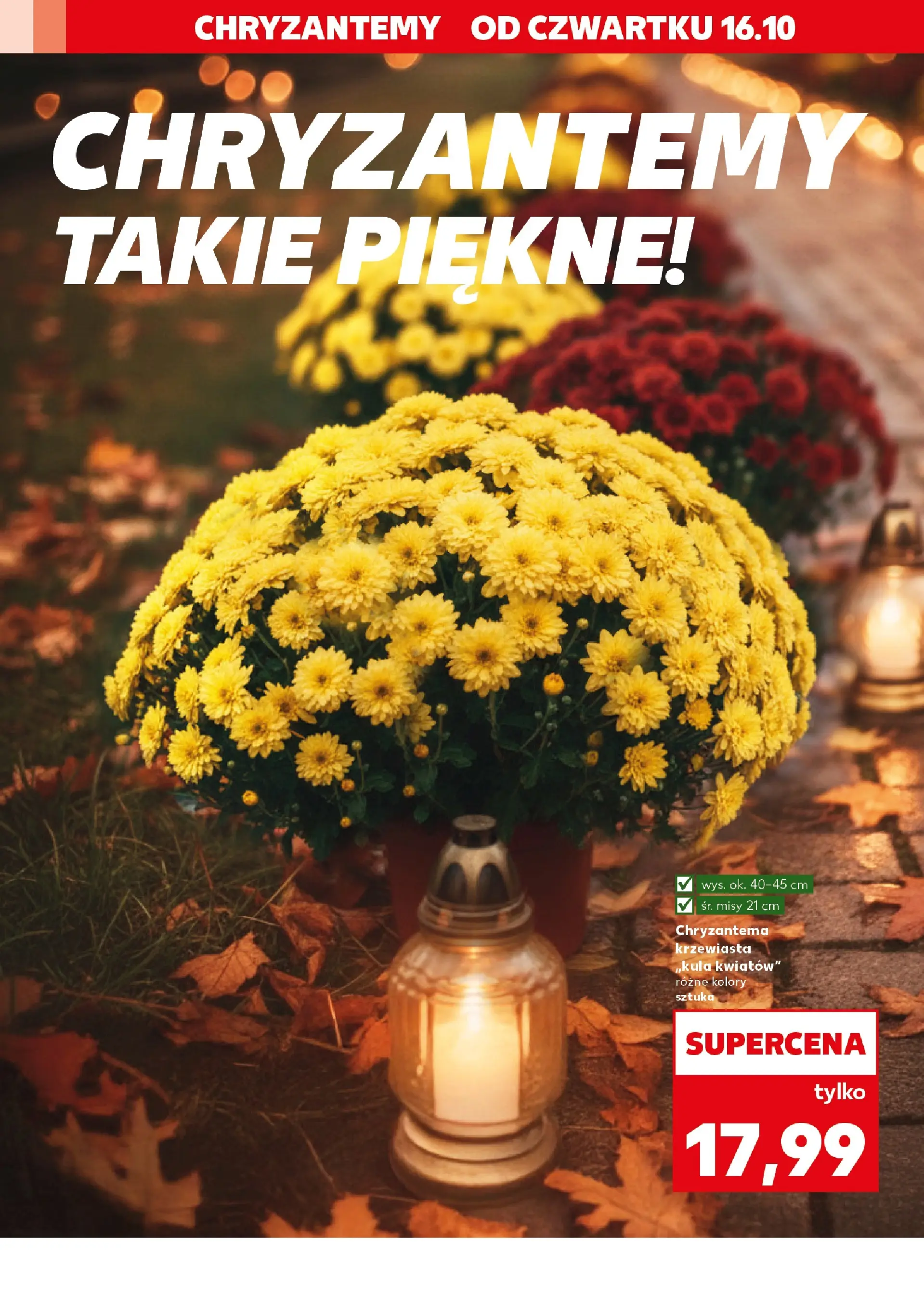 Kaufland gazetka - Znicze od 16.10.2025 - od jutra PDF | Strona: 2 | Produkty: Chryzantemy