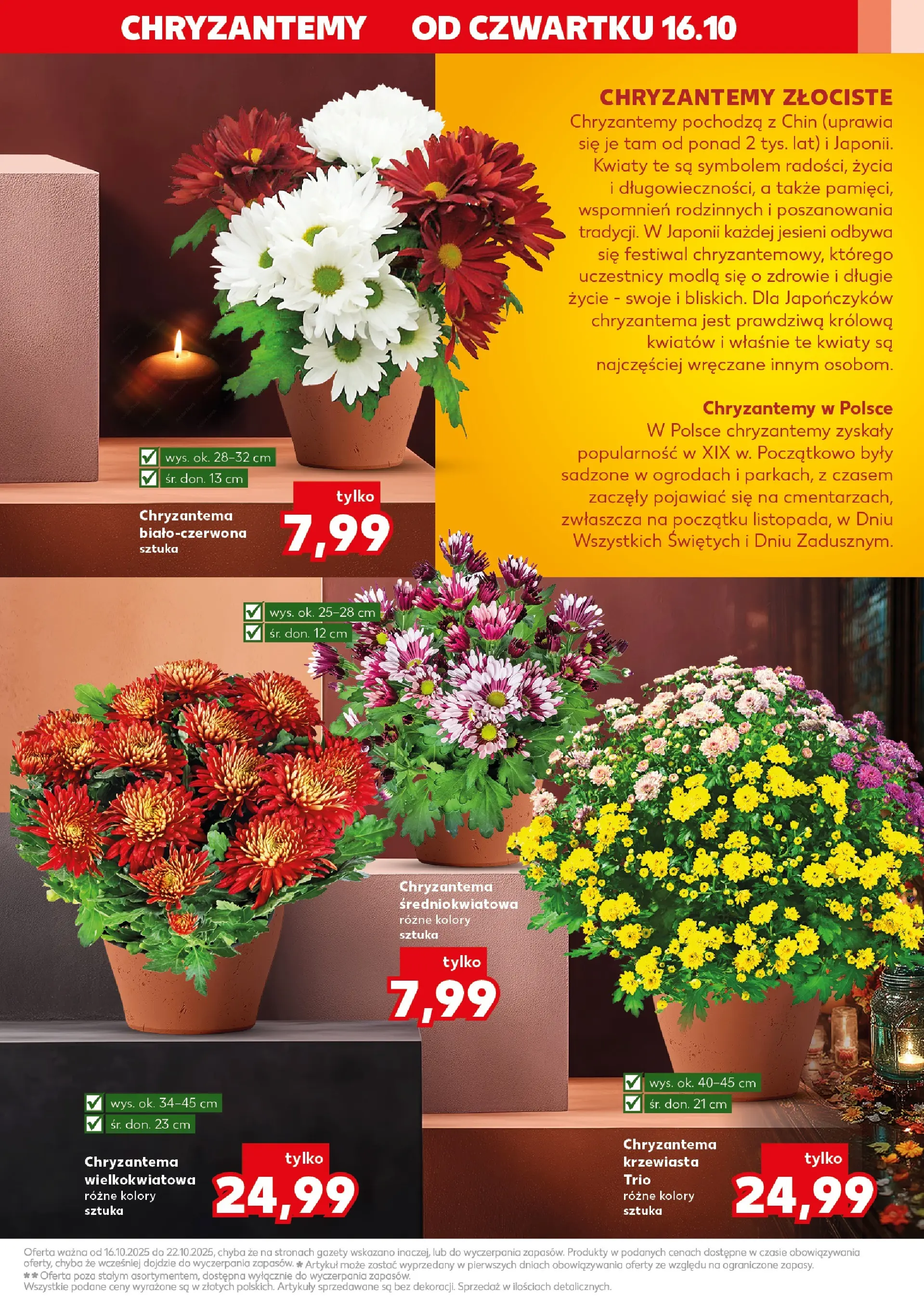 Kaufland gazetka - Znicze od 16.10.2025 - od jutra PDF | Strona: 3 | Produkty: Chryzantemy, Kwiaty