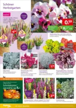 Gartencenter Augsburg: Wochenangebote