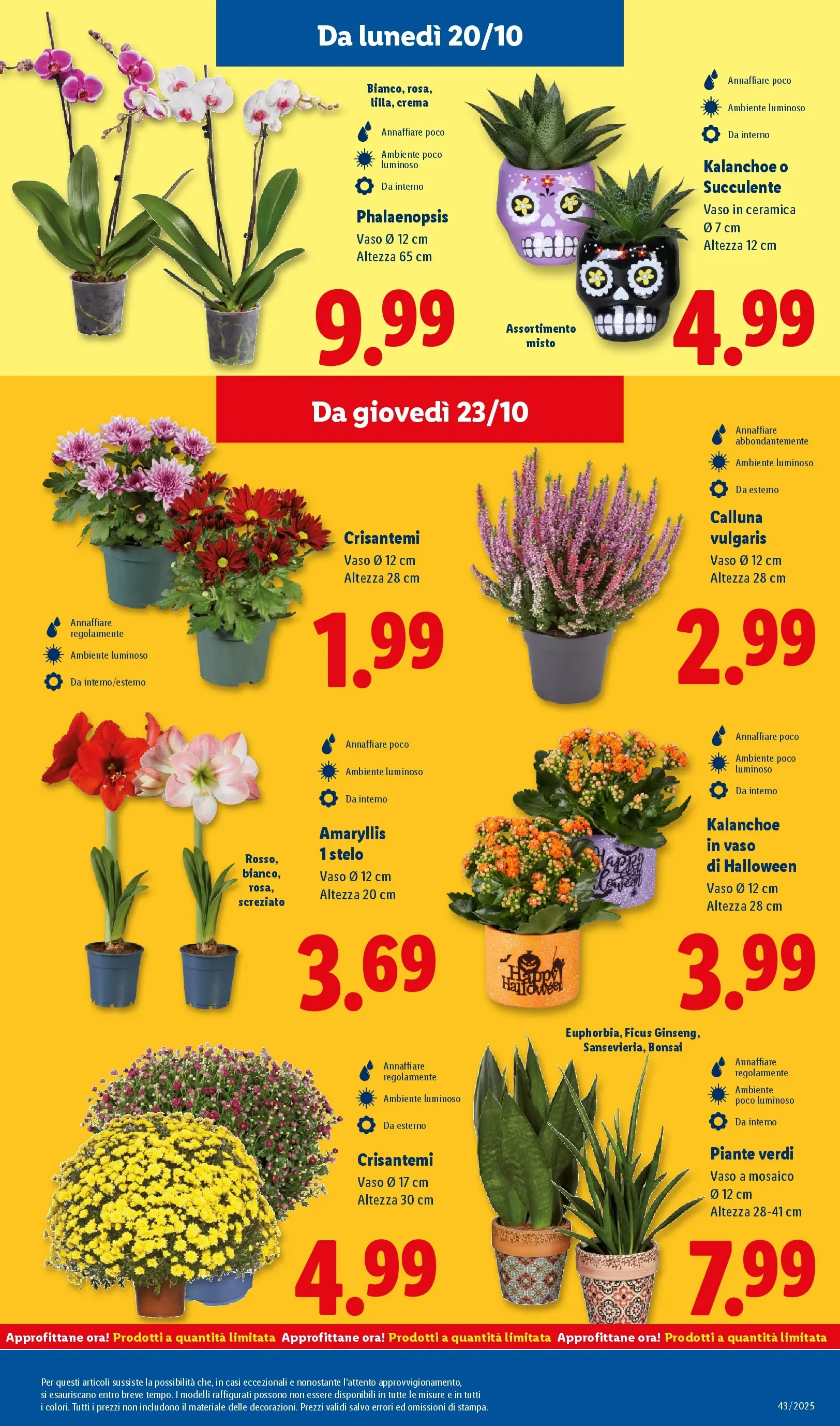 LIDL volantino della prossima settimana dal ﻿16/10/2025﻿ 📣 | Pagina: 41 | Prodotti: Crema, Crisantemi, Vaso