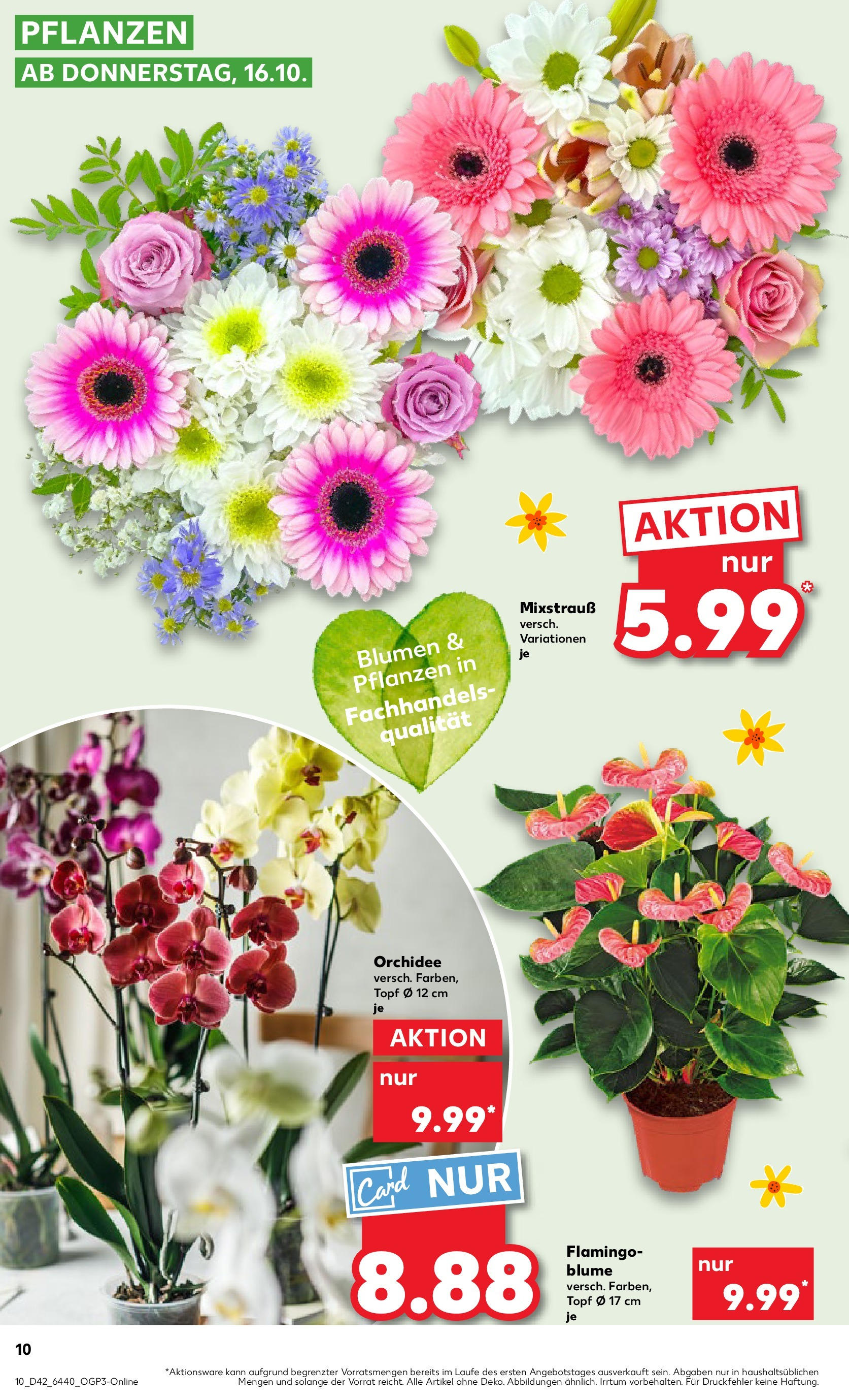 Prospekt Kaufland ab 19.10.2025 » Angebote Online zum Blättern | Seite: 10 | Produkte: Orchidee, Blumen