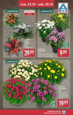 Pogląd oferty "Aldi - Chryzantemy w ALDI" - ważna od 22.10.2025