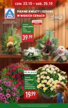 Piękne kwiaty i ozdoby w ALDI Aldi – od 23.10.2025