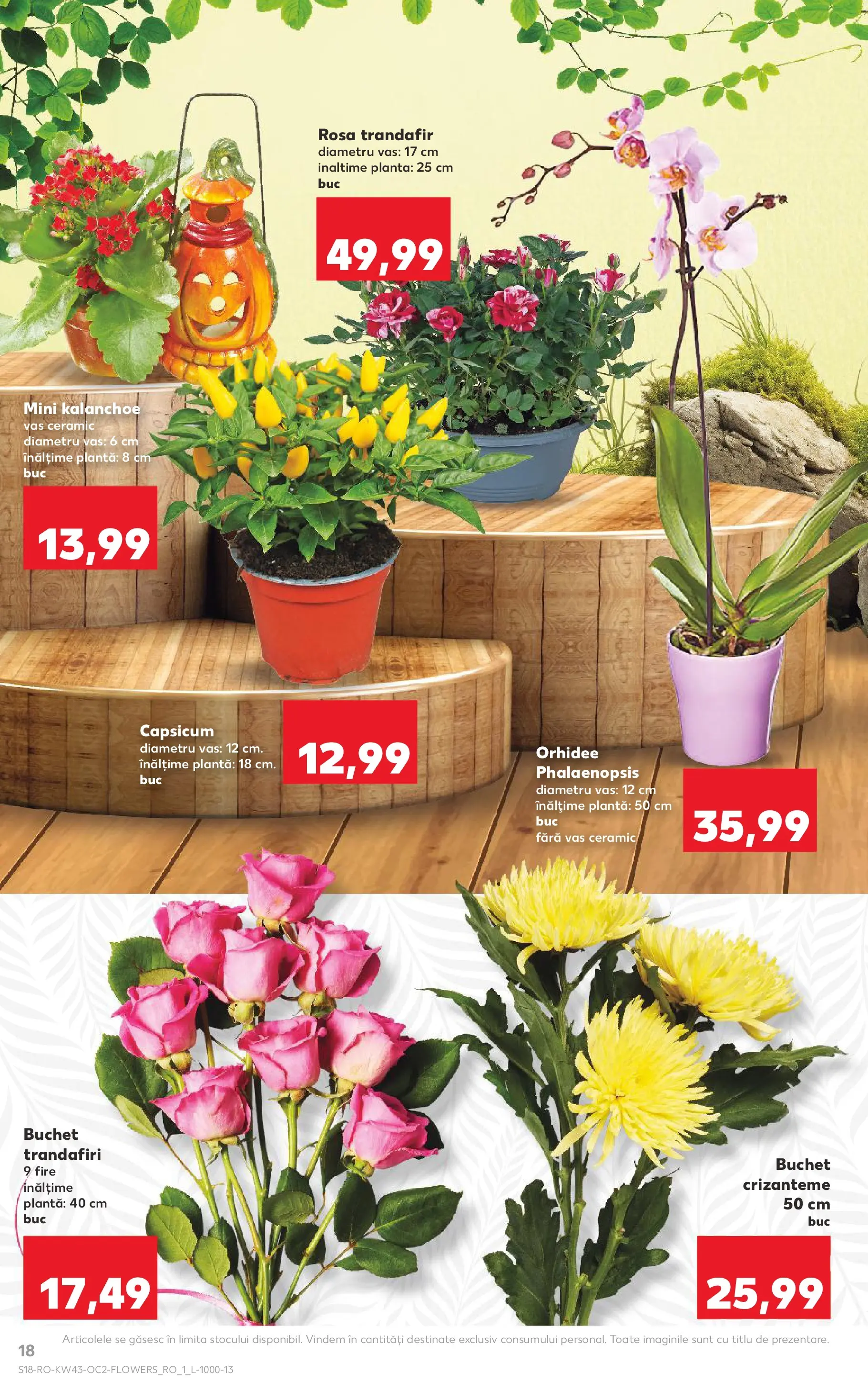 Catalog Kaufland - Pitești 21.10.2025 - Revista si Oferta | Pagină: 18 | Produse: Trandafir, Orhidee