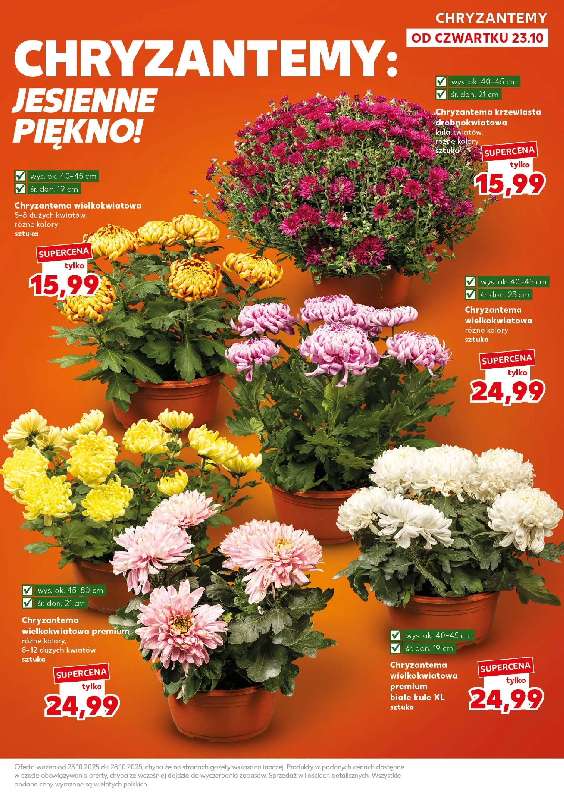 Kaufland - Kaufland Super Sobota ważne 25.10 od 23.10.2025 - od jutra PDF | Strona: 9 | Produkty: Chryzantemy