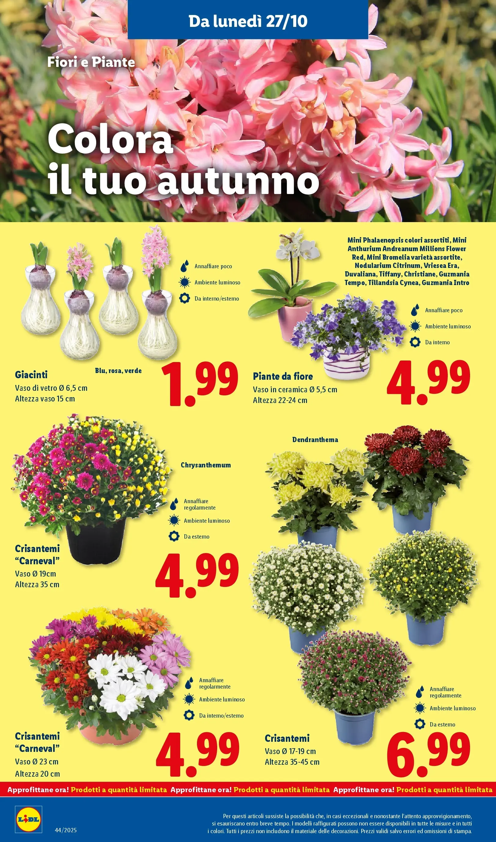 LIDL volantino della prossima settimana dal ﻿26/10/2025﻿ 📣 | Pagina: 42 | Prodotti: Crisantemi, Vaso