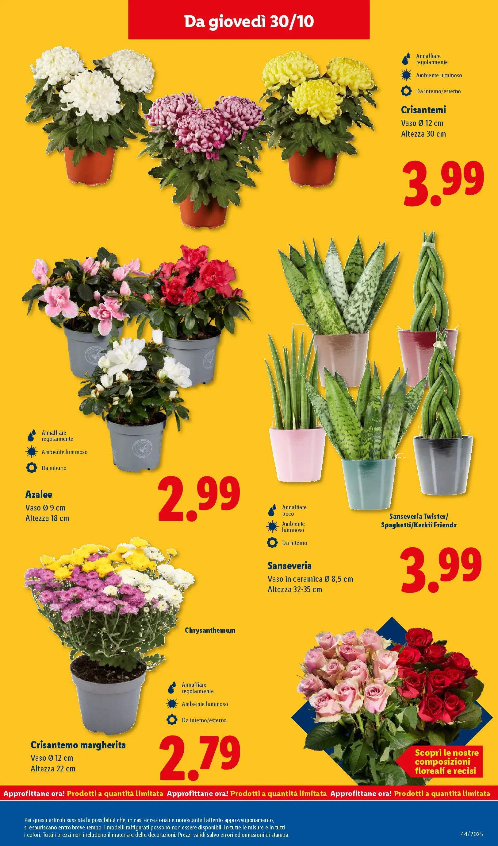 LIDL volantino della prossima settimana dal ﻿26/10/2025﻿ 📣 | Pagina: 43 | Prodotti: Crisantemi, Vaso