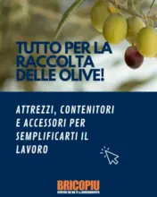 Tutto per la raccolta delle olive!