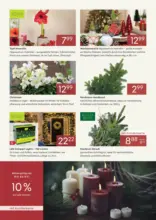 Pflanzen-Kölle: Unsere Dauerpreise im November