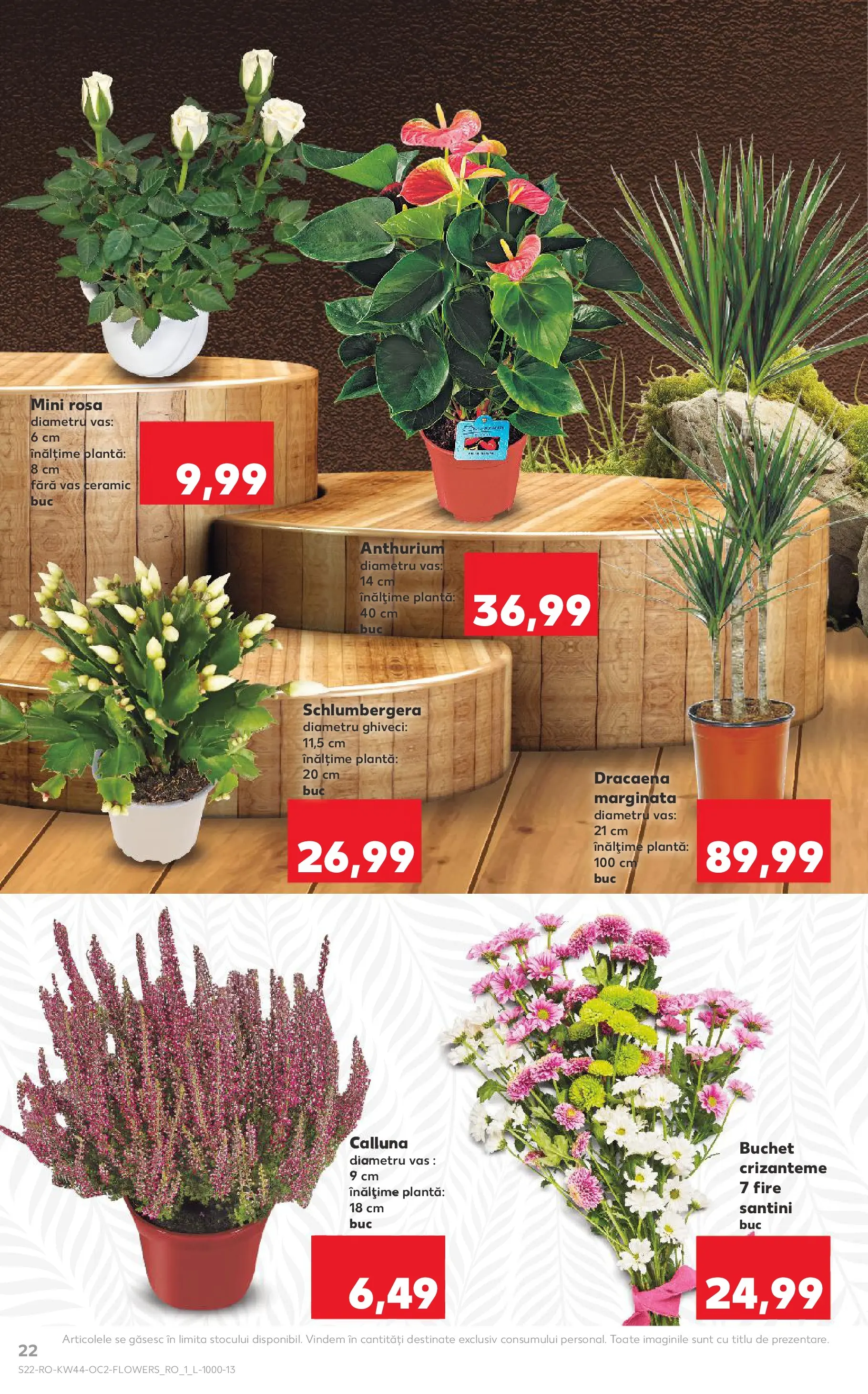 Catalog Kaufland - Târgu Mureș 28.10.2025 || Revista si Oferte | Pagină: 22 | Produse: Ghiveci Catalog Kaufland - Târgu Mureș 28.10.2025 - Revista si Oferta | Pagină: 22 | Produse: Ghiveci