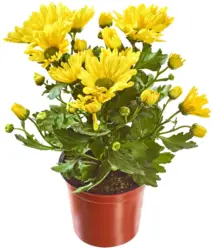 Хризантема Ø10,5