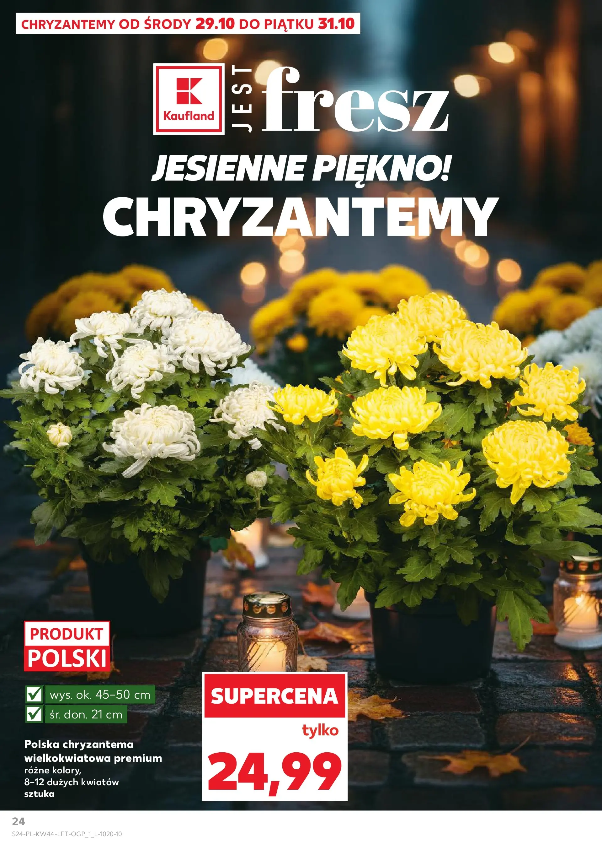 Kaufland gazetka od 29.10.2025 - od jutra PDF | Strona: 24 | Produkty: Chryzantemy