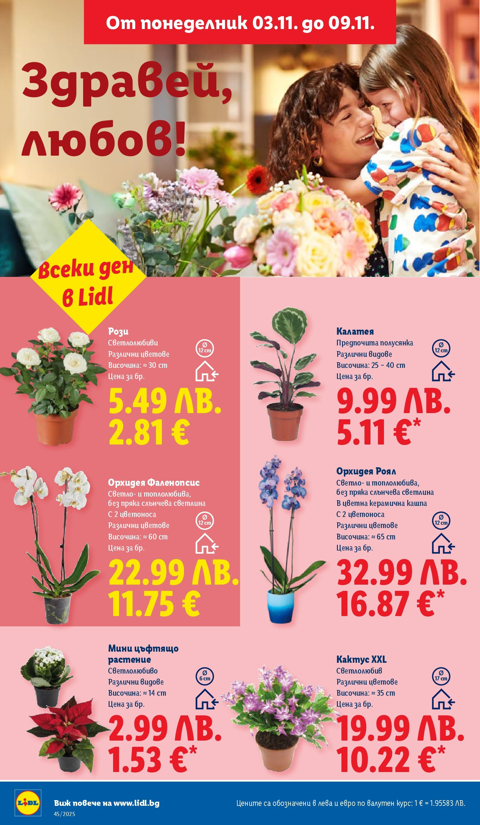 Cедмична брошура на Лидл от 03.11.2025 | Страница: 48 | Продукти: Орхидея