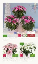 Pflanzen-Kölle: Winterzauber erleben