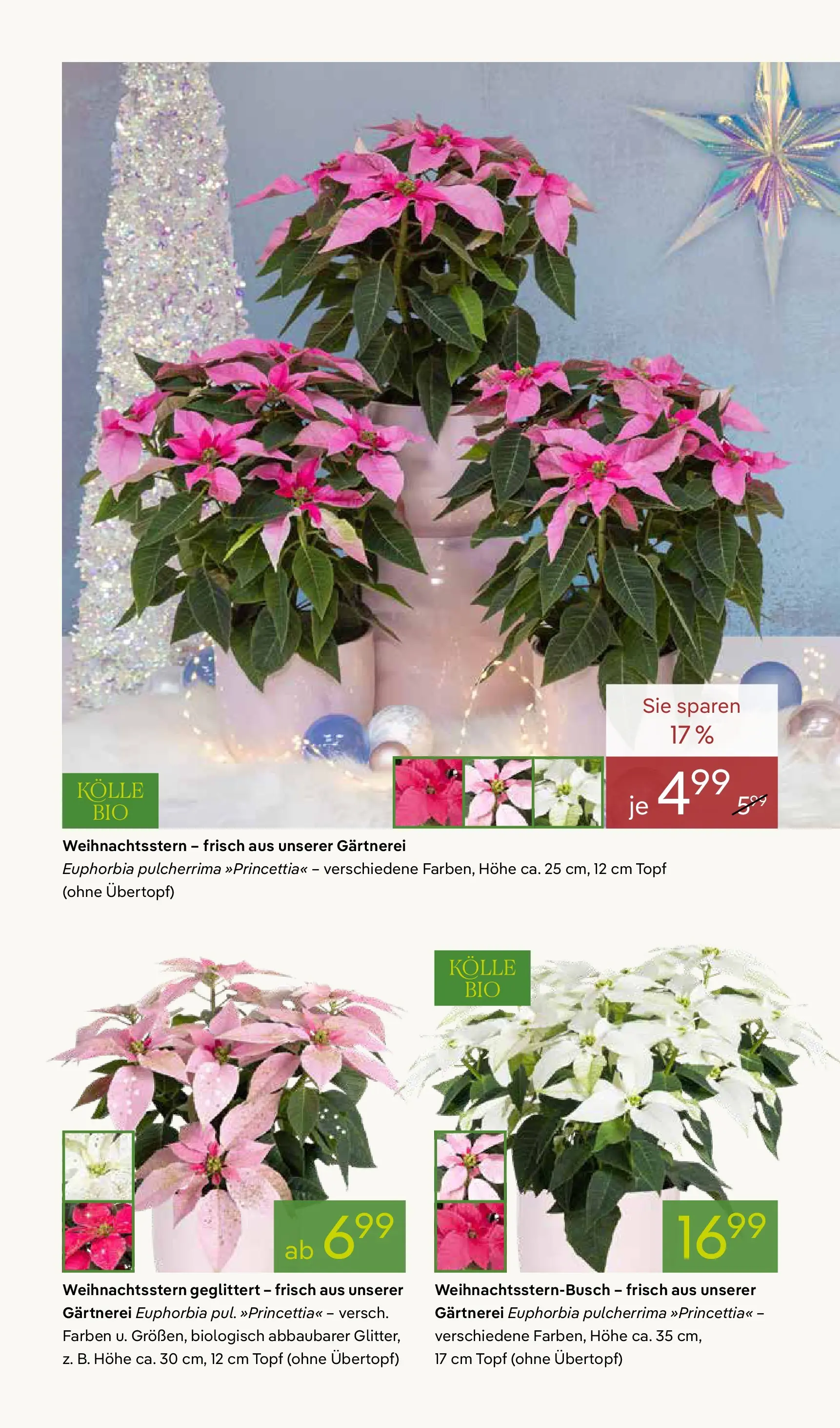 Pflanzen-Kölle - Pflanzen-Kölle: Winterzauber erleben (ab 02.11.2025) zum Blättern | Seite: 2