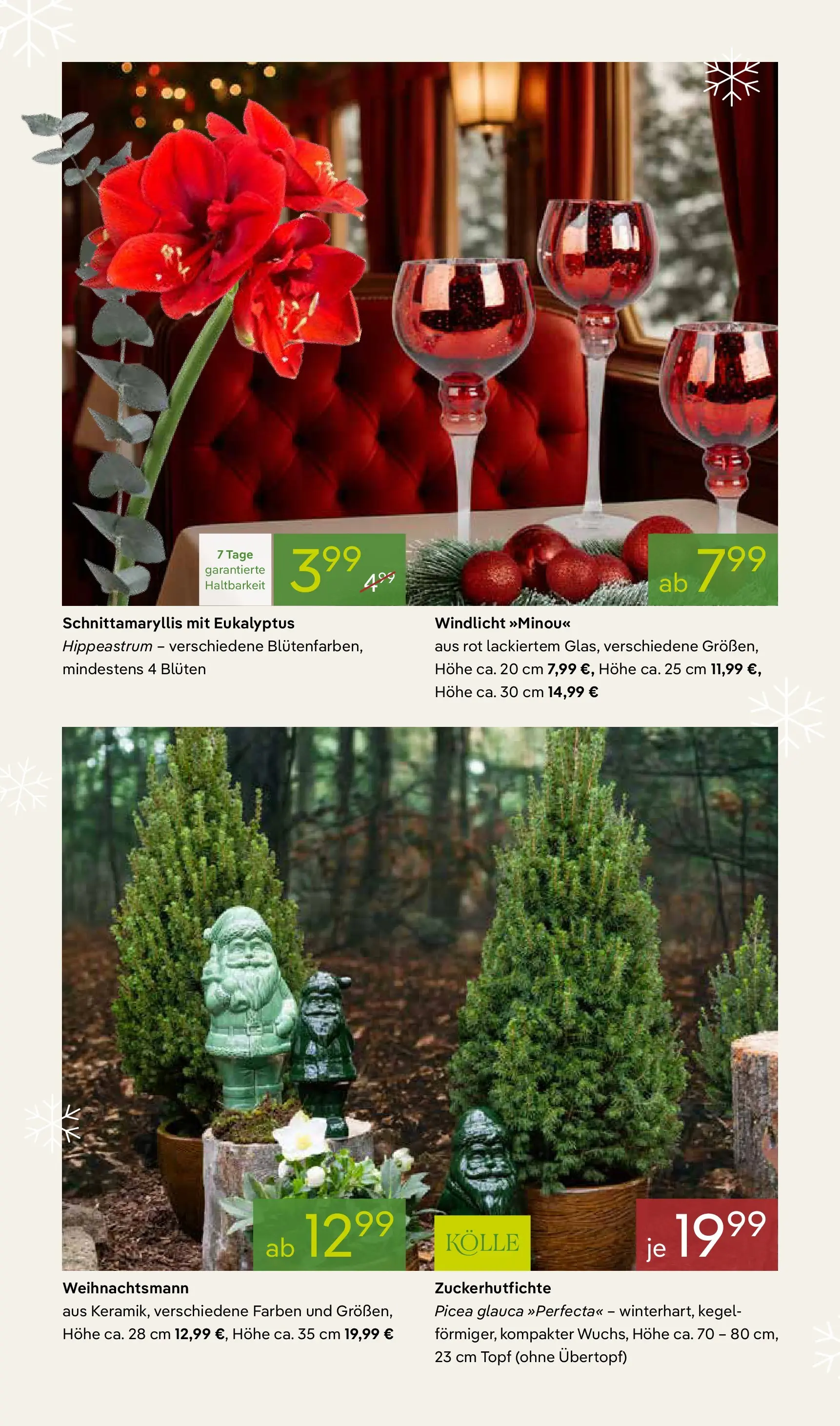 Pflanzen-Kölle - Pflanzen-Kölle: Winterzauber erleben (ab 02.11.2025) zum Blättern | Seite: 4