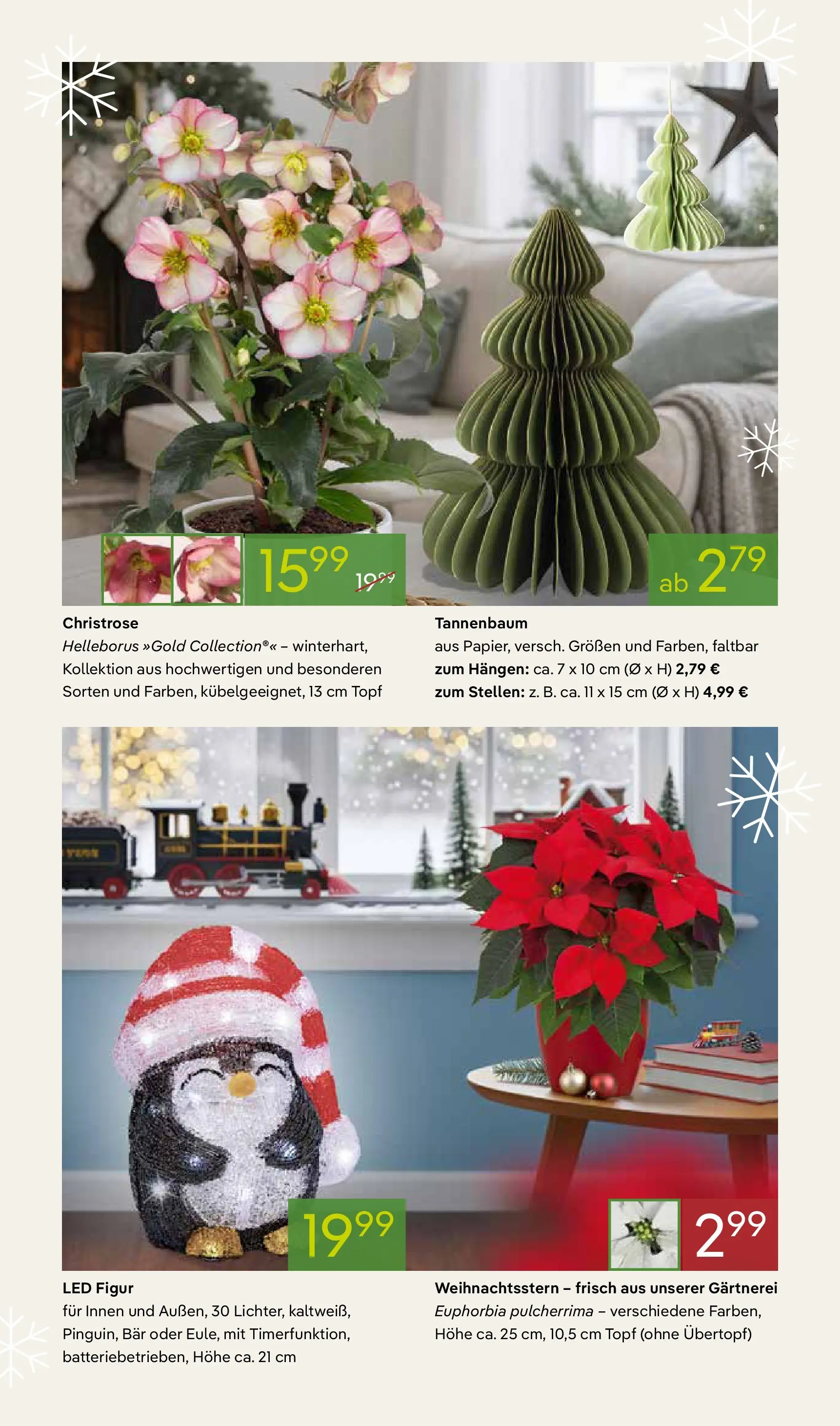 Pflanzen-Kölle - Pflanzen-Kölle: Winterzauber erleben (ab 02.11.2025) zum Blättern | Seite: 5