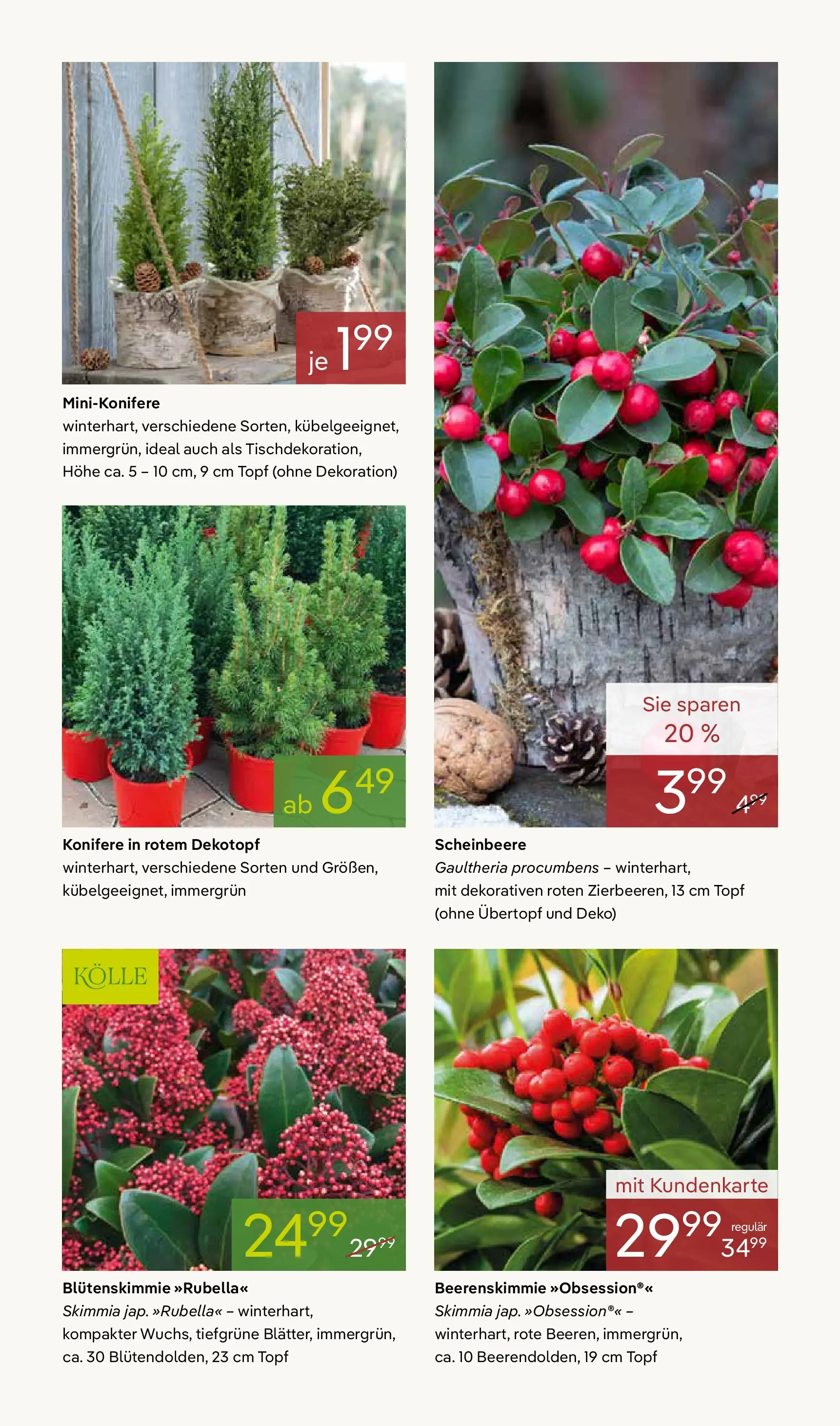 Pflanzen-Kölle - Pflanzen-Kölle: Winterzauber erleben (ab 02.11.2025) zum Blättern | Seite: 11