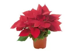 Weihnachtsstern Rot Topf-Ø ca. 11 cm Euphorbia pulcherrima