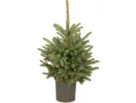OBI Weihnachtsbaum Echte Blaufichte im Topf Höhe ca. 40 cm - 60 cm Pinaceae - bis 30.11.2025