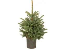 Weihnachtsbaum Echte Blaufichte im Topf Höhe ca. 60 cm - 80 cm