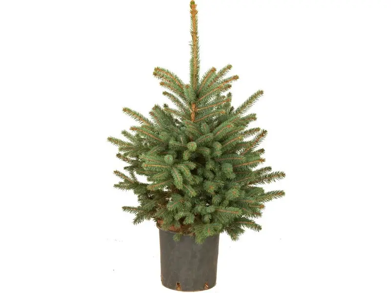 Weihnachtsbaum Echte Blaufichte im Topf Höhe ca. 60 cm - 80 cm