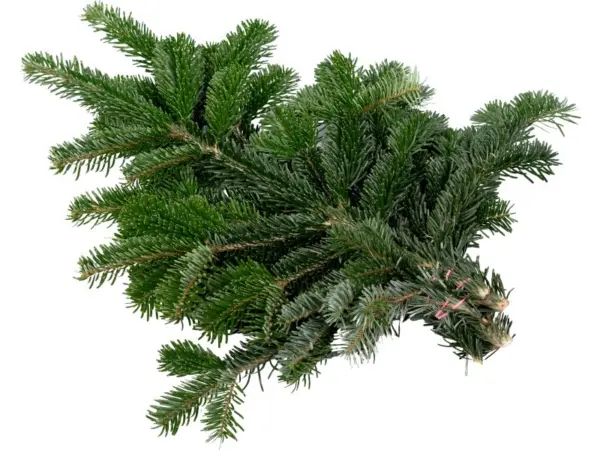 Tannenzweige Nordmanntanne 500 - 600 g Bund