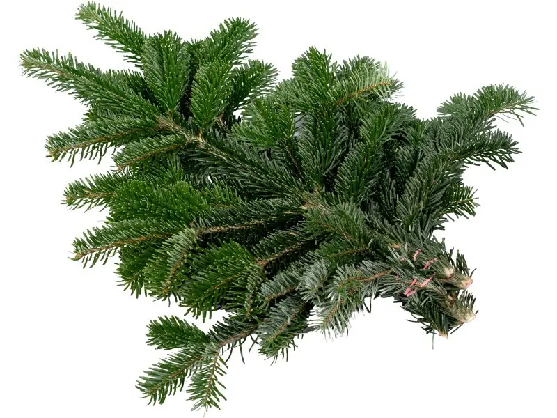 Tannenzweige Nordmanntanne 500 - 600 g Bund