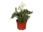 OBI Christrose "Christmas Carol" Weiß Topf-Ø ca. 10,5 cm Helleborus niger - bis 30.11.2025
