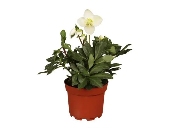 Christrose "Christmas Carol" Weiß Topf-Ø ca. 10,5 cm Helleborus niger