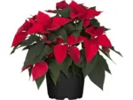 OBI GROW by OBI Weihnachtsstern Busch Rot Topf-Ø 17 cm Euphorbia pulcherrima - bis 30.11.2025