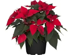 GROW by OBI Weihnachtsstern Busch Rot Topf-Ø 17 cm Euphorbia pulcherrima