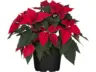 GROW by OBI Weihnachtsstern Busch Rot Topf-Ø 17 cm Euphorbia pulcherrima